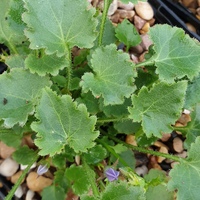 Campanula fenestrellata istriaca